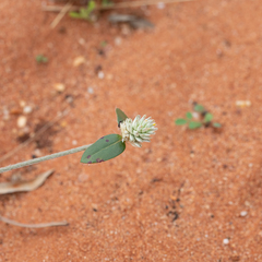Gomphrena celosioides