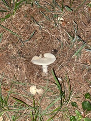 Amanita abrupta