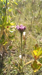Carphephorus pseudoliatris