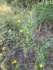 Bradburia pilosa
