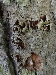 Punctelia bolliana