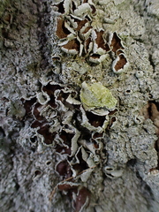 Punctelia bolliana