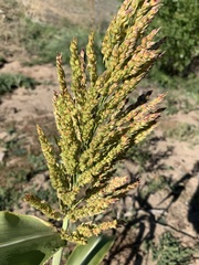 Sorghum bicolor
