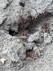 Pogonomyrmex badius
