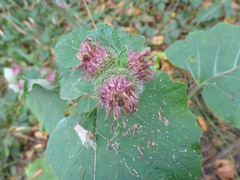 Arctium minus