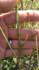 Carphephorus pseudoliatris