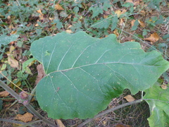 Arctium minus