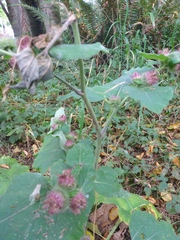 Arctium minus