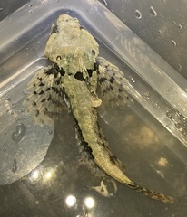 Myoxocephalus scorpius