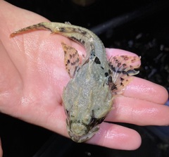 Myoxocephalus scorpius