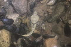 Myoxocephalus scorpius