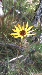 Helianthus heterophyllus