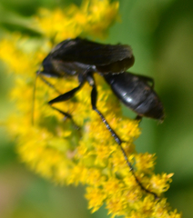 Sphex pensylvanicus