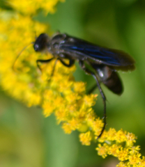 Sphex pensylvanicus