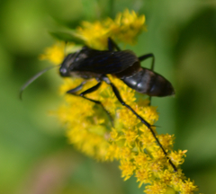 Sphex pensylvanicus
