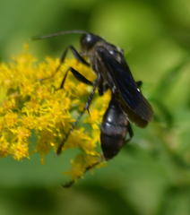 Sphex pensylvanicus