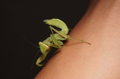 Hierodula patellifera