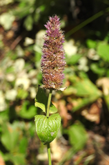 Agastache urticifolia