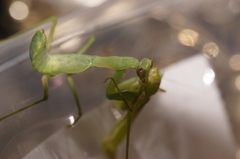 Hierodula patellifera