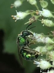 Augochloropsis