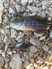Lepomis gulosus
