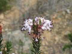 Erica multiflora