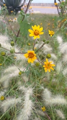 Simsia amplexicaulis