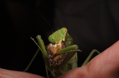 Hierodula patellifera