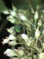 Augochloropsis