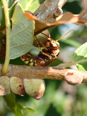 Poecilopompilus interruptus
