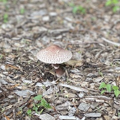Leucoagaricus