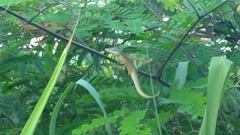 Anolis pulchellus