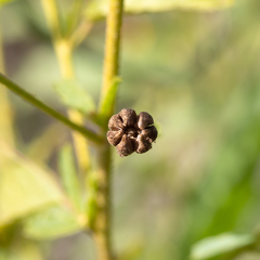 Sida trichopoda