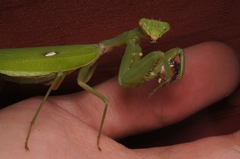 Hierodula patellifera