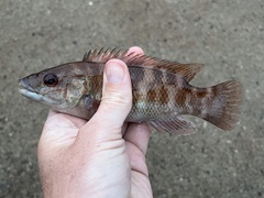 Tautogolabrus adspersus