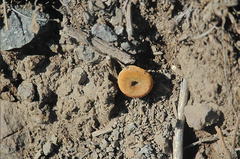 Melanomphalia omphaliopsis
