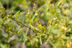 Sida trichopoda