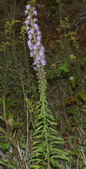 Liatris squarrulosa