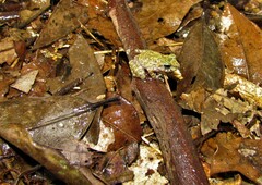 Pristimantis rupicola