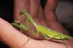 Hierodula patellifera