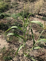 Sorghum bicolor
