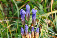 Gentianopsis