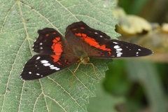 Anartia amathea