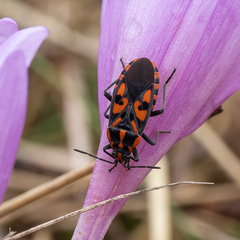 Spilostethus saxatilis