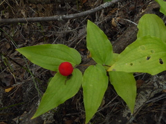 Prosartes trachycarpa