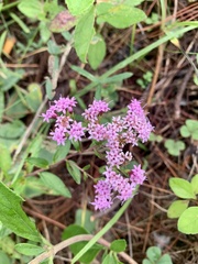 Stevia