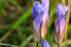 Gentianopsis