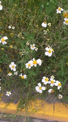 Bidens odorata