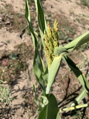 Sorghum bicolor