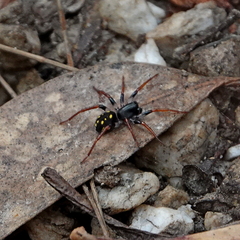 Habronestes hunti